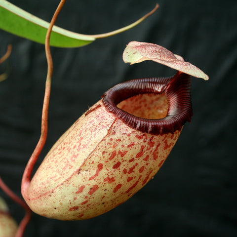 Close-up of Nepenthes sibuyanensis pitcher with speckled beige body and dark red peristome