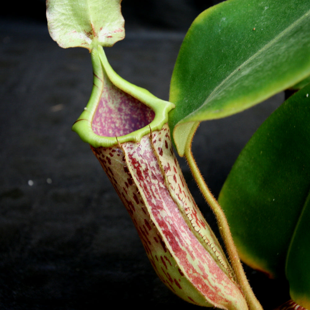 
                      
                        Nepenthes (truncata x campanulata) x platychila "white" , CAR-0090 pitcher plant, carnivorous plant, collectors plant, large pitchers, rare plants
                      
                    