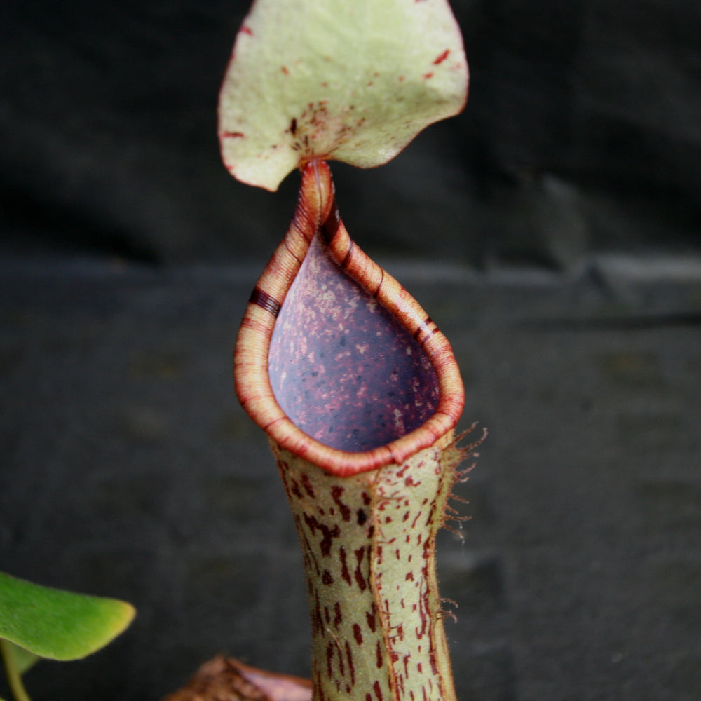
                      
                        Nepenthes (truncata x campanulata) x platychila "white" , CAR-0090 pitcher plant, carnivorous plant, collectors plant, large pitchers, rare plants
                      
                    