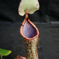 Nepenthes (truncata x campanulata) x platychila "white" , CAR-0090 pitcher plant, carnivorous plant, collectors plant, large pitchers, rare plants