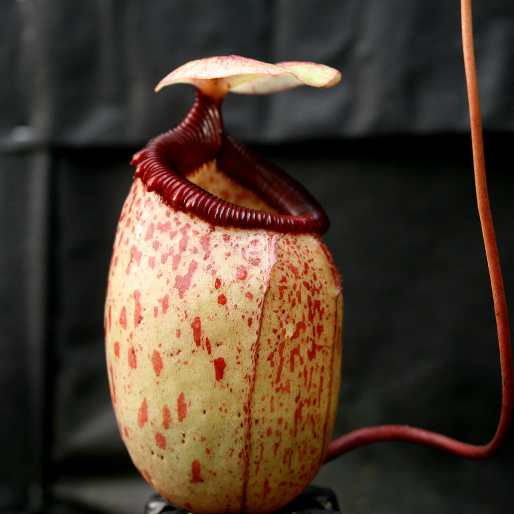 
                      
                        Nepenthes sibuyanensis, CAR-0450
                      
                    