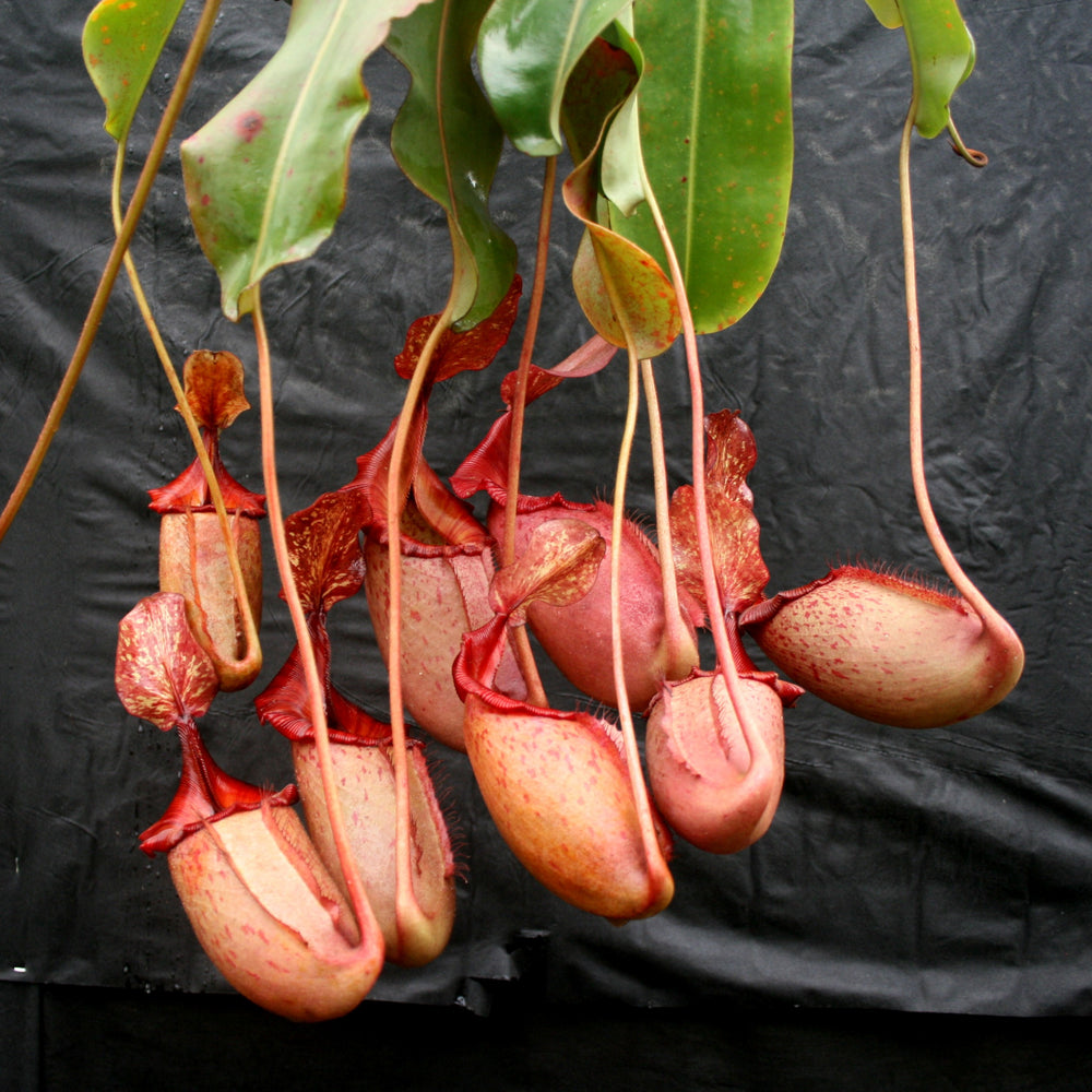 
                      
                        Nepenthes rajah x veitchii, BE-3730
                      
                    