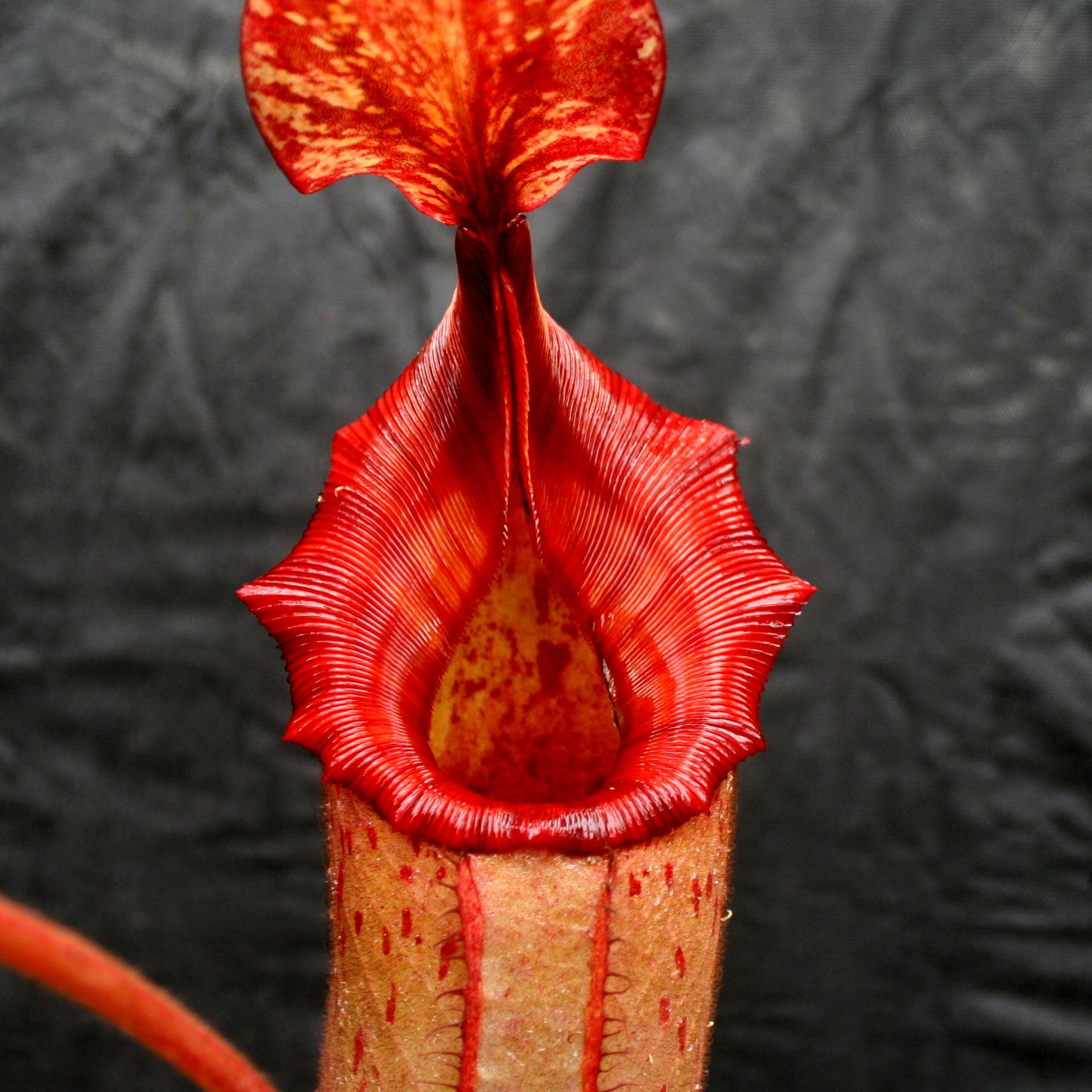 Nepenthes rajah x veitchii, BE-3730 – Carnivero