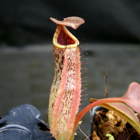 Nepenthes robcantleyi x zakariana BE-3893 tall pitcher with speckled pink body and yellowish rim