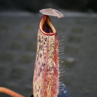 Nepenthes robcantleyi x zakariana, BE-3893