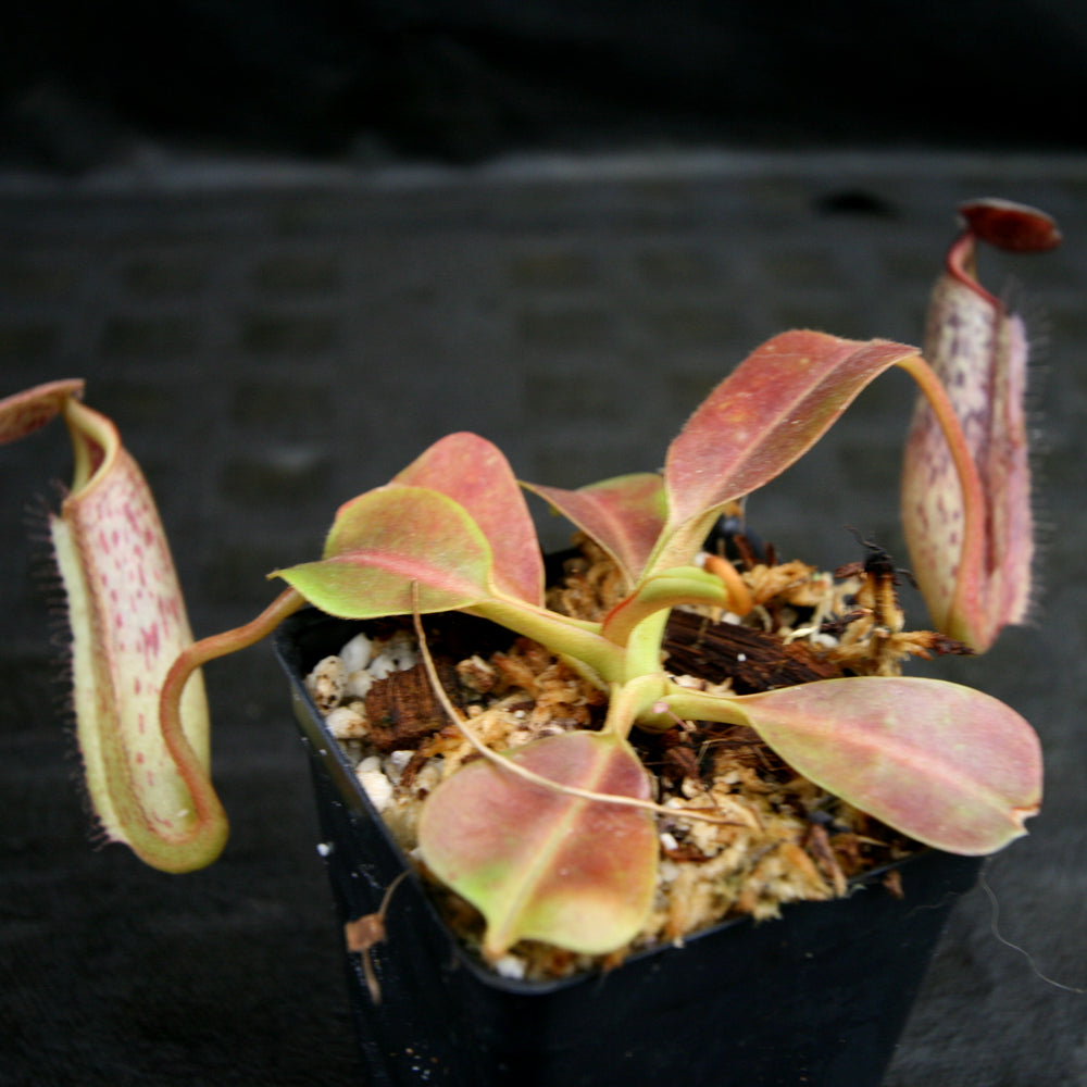 
                      
                        Nepenthes robcantleyi x zakariana, BE-3893
                      
                    