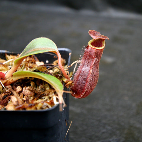 Nepenthes boschiana x lowii pitcher plant with a red hanging pitcher and pale green leaves