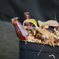 Nepenthes boschiana x lowii