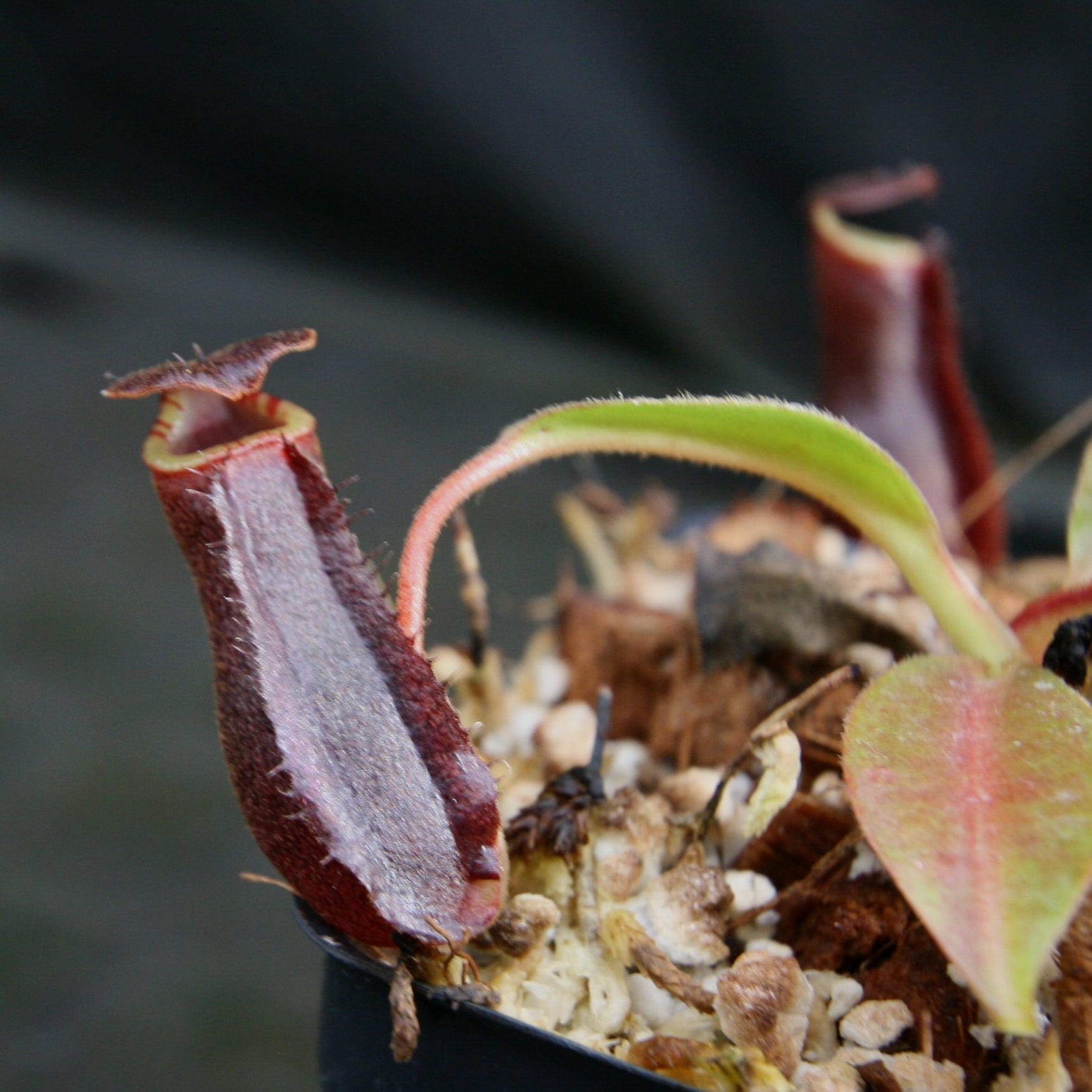 Nepenthes boschiana x lowii – Carnivero