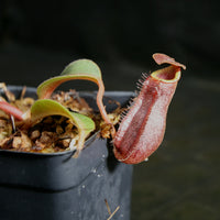 Nepenthes boschiana x lowii