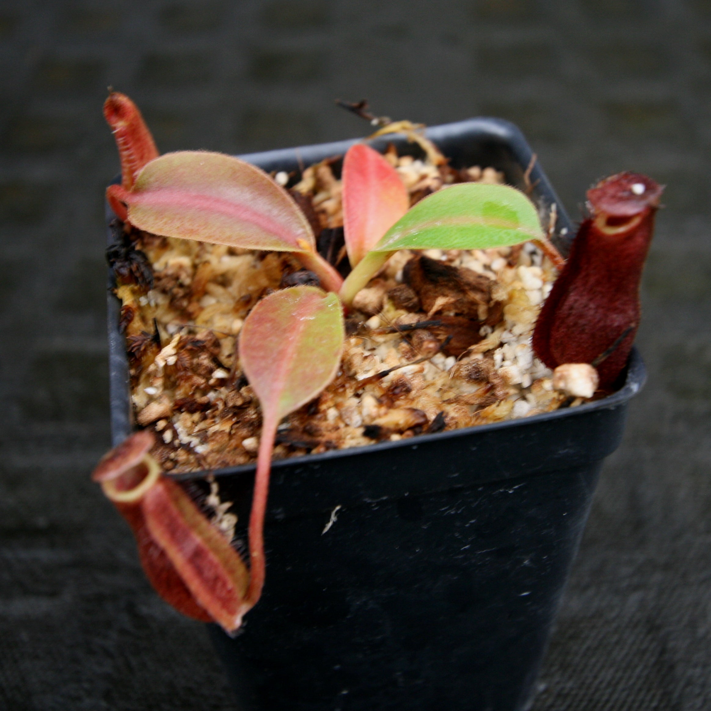 Nepenthes boschiana x lowii – Carnivero