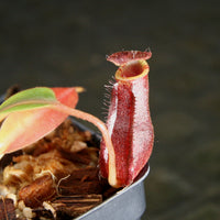 Nepenthes boschiana x lowii
