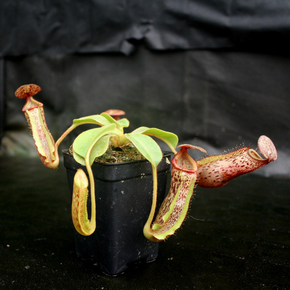 
                      
                        Nepenthes [(lowii x veitchii) x boschiana]-yellow x platychila, CAR-0084
                      
                    
