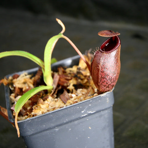 Nepenthes densiflora x aristolochioides BE-4076 with a burgundy upright pitcher and pale green leaves in a small pot.