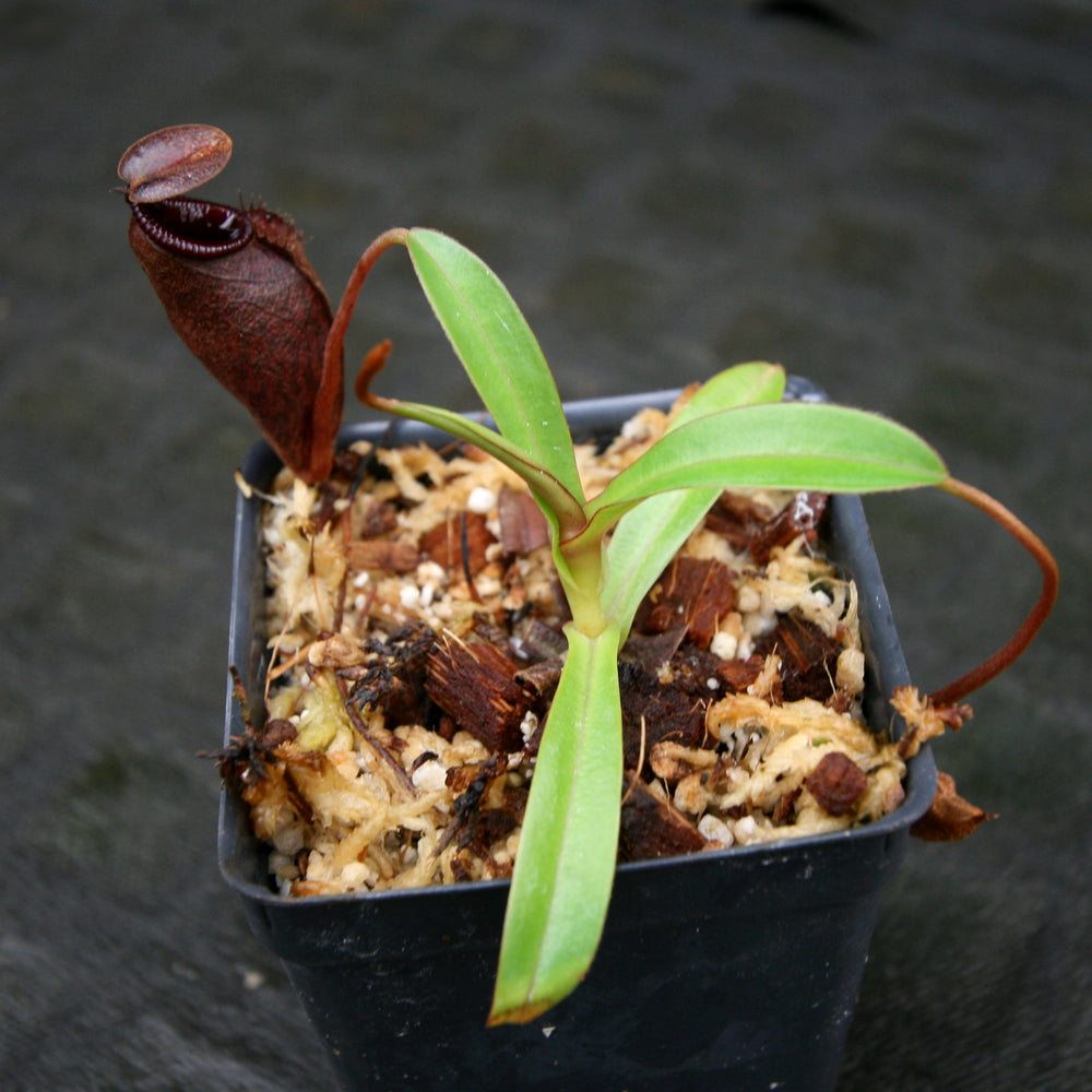 
                      
                        Nepenthes densiflora x aristolochioides, BE-4076, pitcher plant, carnivorous plant, collectors plant, large pitchers, rare plants
                      
                    