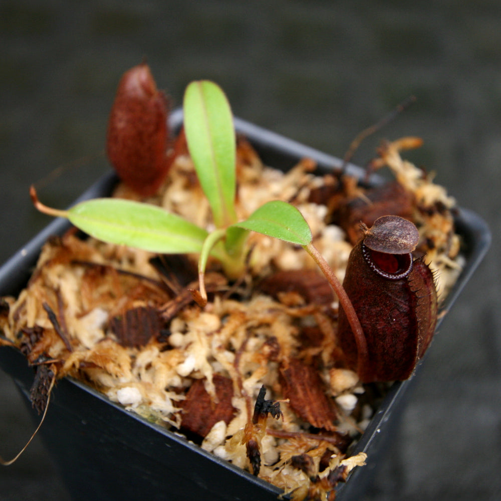 
                      
                        Nepenthes densiflora x aristolochioides, BE-4076, pitcher plant, carnivorous plant, collectors plant, large pitchers, rare plants
                      
                    