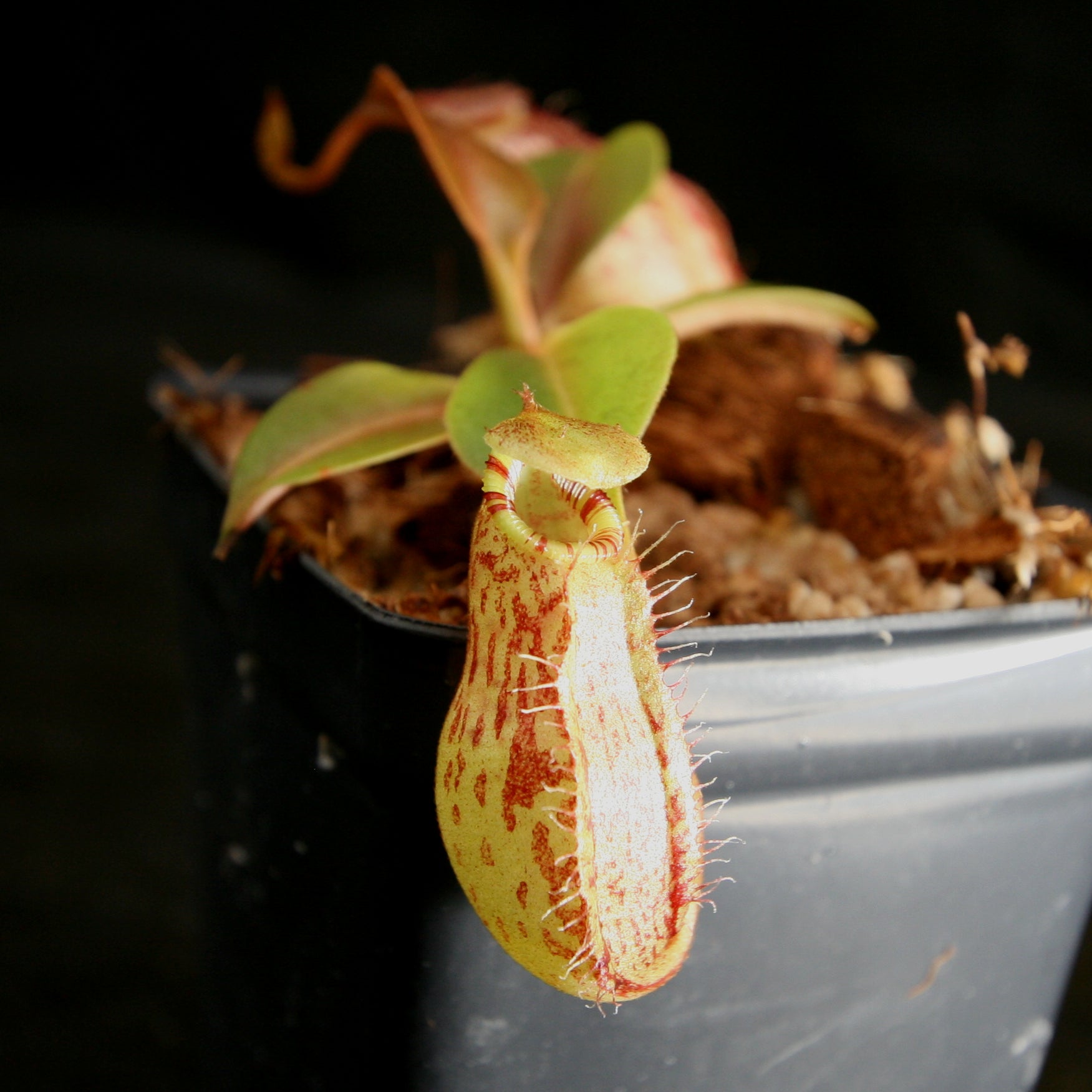 Nepenthes robcantleyi x (aristolochioides x spectabilis) – Carnivero