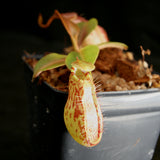 Nepenthes robcantleyi x (aristolochioides x spectabilis) , pitcher plant, carnivorous plant, collectors plant, large pitchers, rare plants 