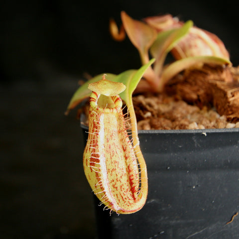Close up of a Nepenthes robcantleyi x aristolochioides x spectabilis pitcher with pale yellow body and red markings in a black pot