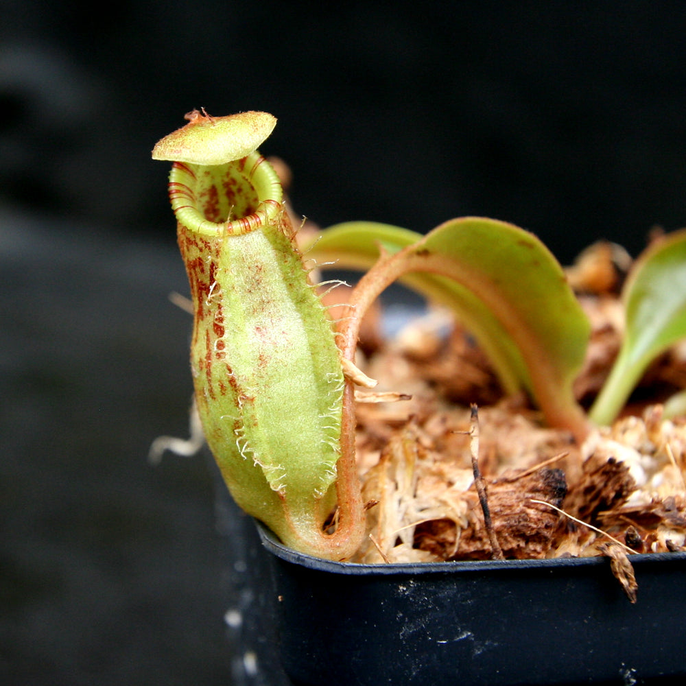 
                      
                        Nepenthes robcantleyi x (aristolochioides x spectabilis) , pitcher plant, carnivorous plant, collectors plant, large pitchers, rare plants 
                      
                    