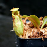 Nepenthes robcantleyi x (aristolochioides x spectabilis) , pitcher plant, carnivorous plant, collectors plant, large pitchers, rare plants 