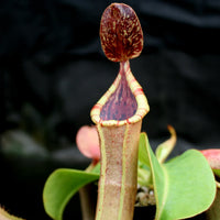 Nepenthes (truncata x campanulata) x veitchii "The Wave", CAR-0063, pitcher plant, carnivorous plant, collectors plant, large pitchers, rare plants