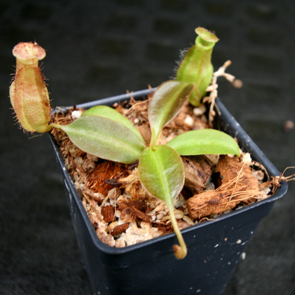 
                      
                        Nepenthes robcantleyi x (aristolochioides x spectabilis) , pitcher plant, carnivorous plant, collectors plant, large pitchers, rare plants 
                      
                    