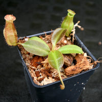 Nepenthes robcantleyi x (aristolochioides x spectabilis)