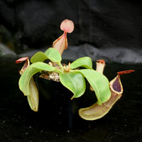 Nepenthes (truncata x campanulata) x veitchii "The Wave", CAR-0063