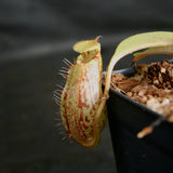 Nepenthes robcantleyi x (aristolochioides x spectabilis) , pitcher plant, carnivorous plant, collectors plant, large pitchers, rare plants 