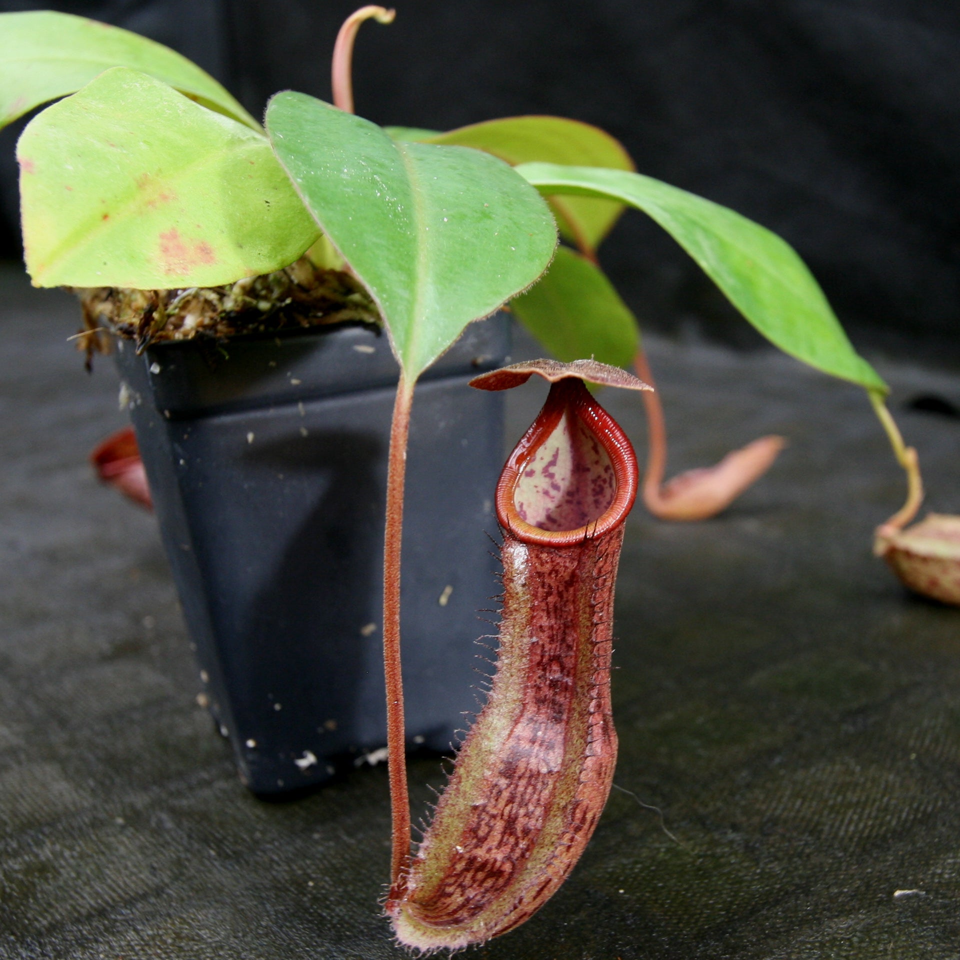 Nepenthes boschiana x Rokko, CAR-0161 – Carnivero