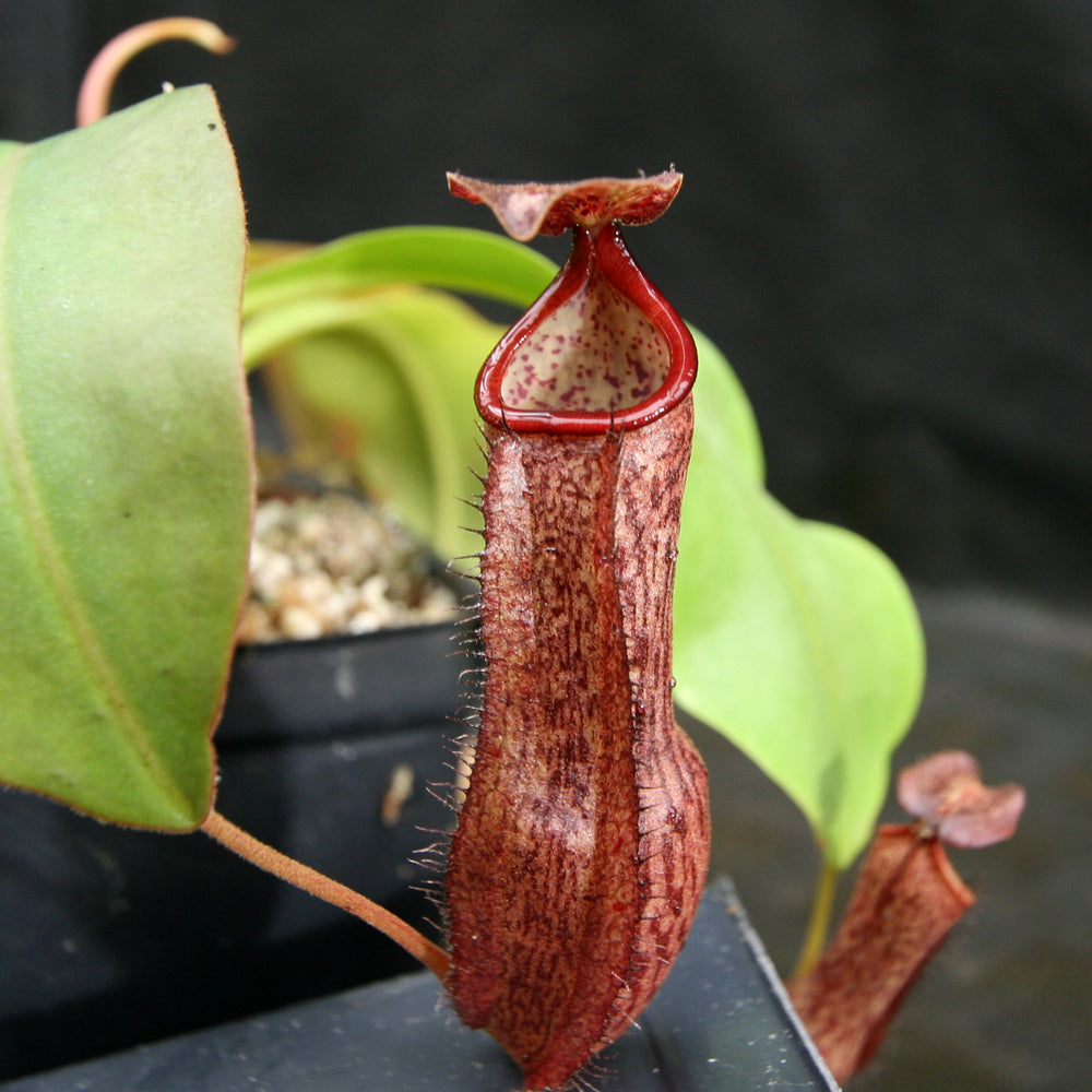 
                      
                        Nepenthes boschiana x Rokko, CAR-0161, pitcher plant, carnivorous plant, collectors plant, large pitchers, rare plants 
                      
                    