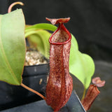 Nepenthes boschiana x Rokko, CAR-0161, pitcher plant, carnivorous plant, collectors plant, large pitchers, rare plants 