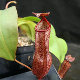 Nepenthes boschiana x Rokko, CAR-0161