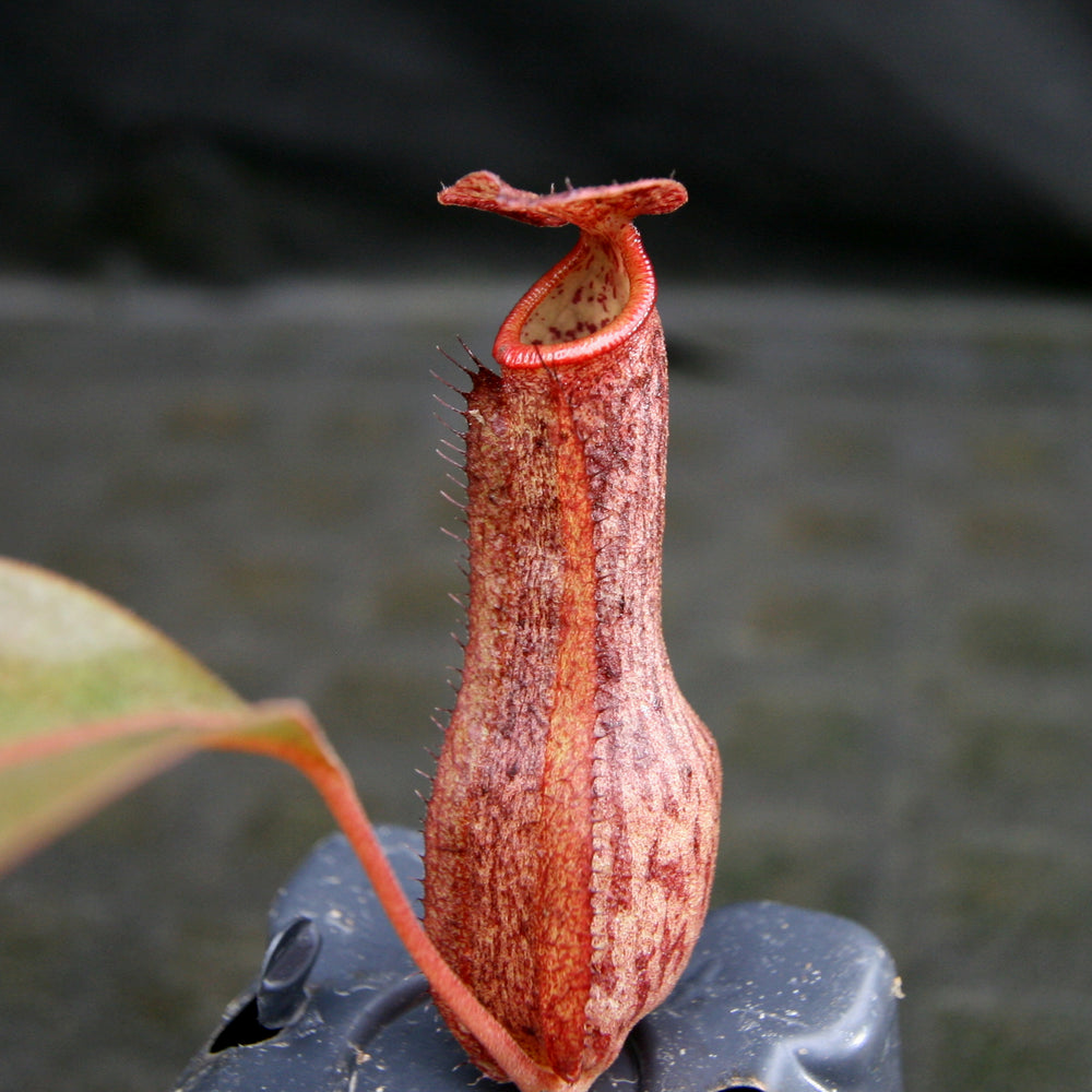 
                      
                        Nepenthes boschiana x Rokko, CAR-0161, pitcher plant, carnivorous plant, collectors plant, large pitchers, rare plants 
                      
                    