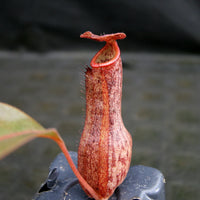 Nepenthes boschiana x Rokko, CAR-0161, pitcher plant, carnivorous plant, collectors plant, large pitchers, rare plants 