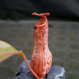 Nepenthes boschiana x Rokko, CAR-0161
