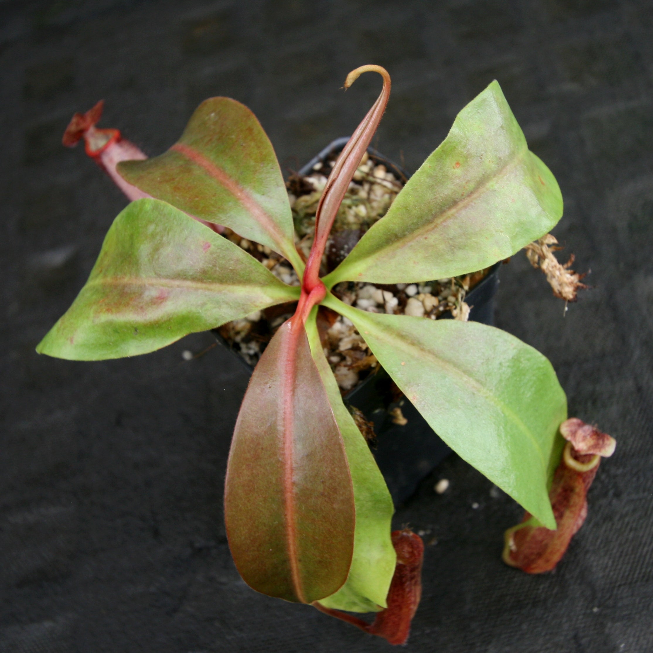 Nepenthes boschiana x Rokko, CAR-0161 – Carnivero
