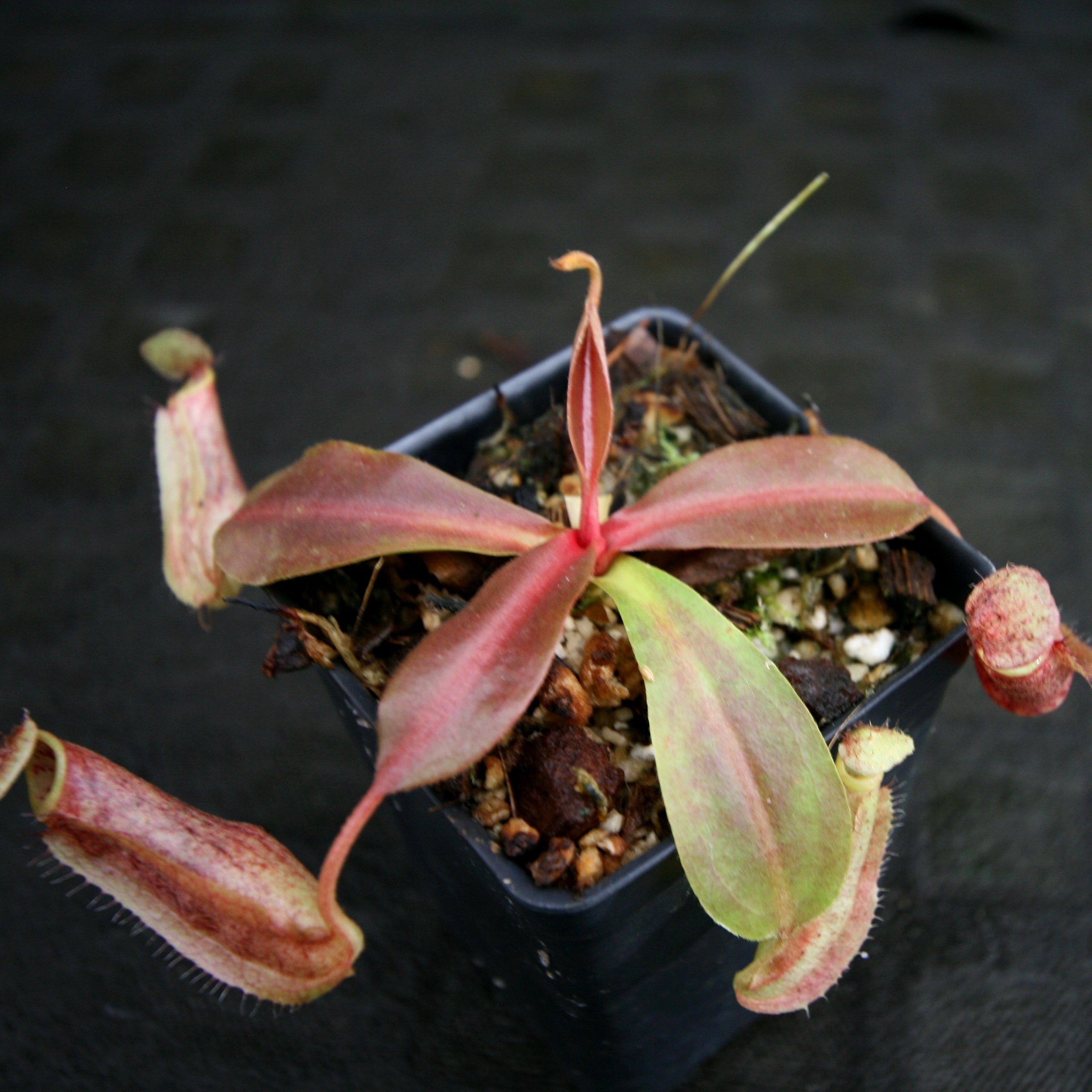 Nepenthes boschiana x Rokko, CAR-0161 – Carnivero