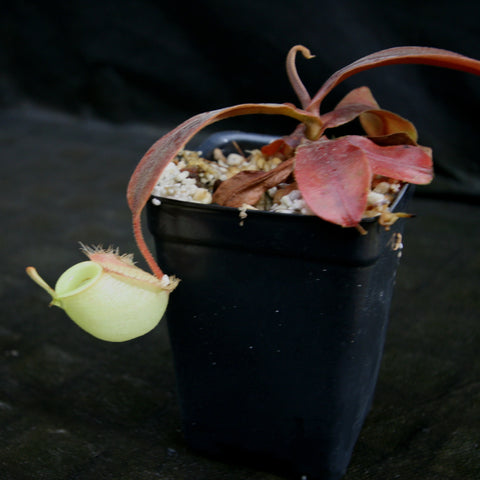 Nepenthes ampullaria BE-3450 with a pale green round pitcher hanging from a red tendril in a small pot