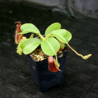 Nepenthes truncata (d) x lowii Trusmadi, CAR-0061