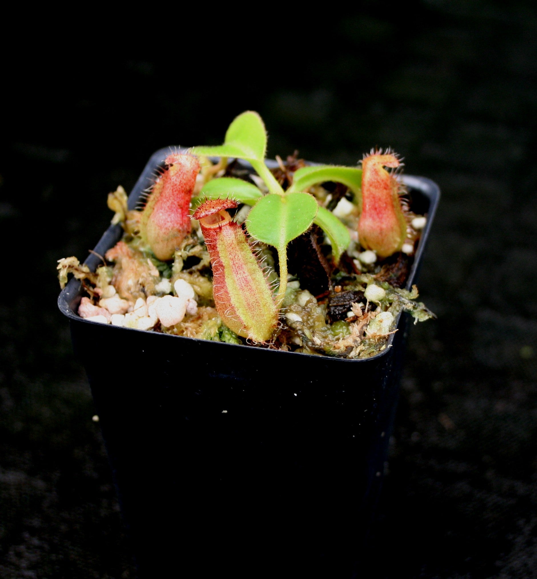 Nepenthes truncata (d) x lowii Trusmadi, CAR-0061 – Carnivero