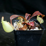 Nepenthes ampullaria, BE-3450