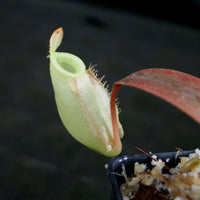 Nepenthes ampullaria, BE-3450