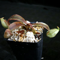 Nepenthes ampullaria, BE-3450