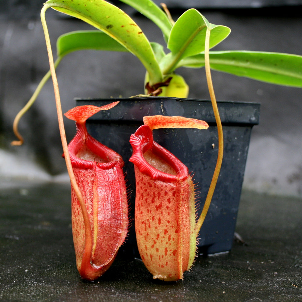 
                      
                        Nepenthes sibuyanensis x (spathulata x jacquelineae), CAR-0038
                      
                    