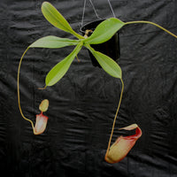 Nepenthes sibuyanensis x (spathulata x jacquelineae), CAR-0038