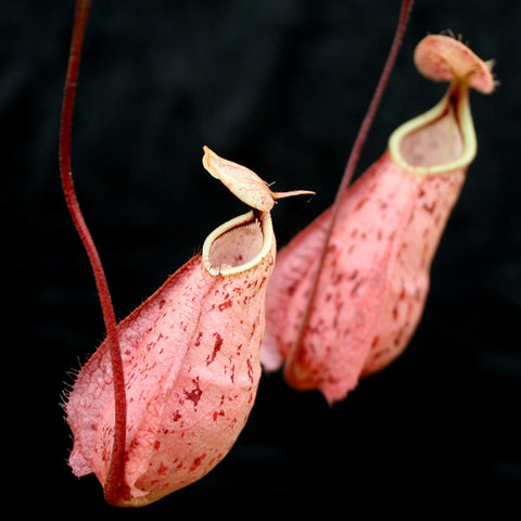 Two pink Nepenthes rafflesiana Kuching squat red pitcher plants with hanging traps against a dark background