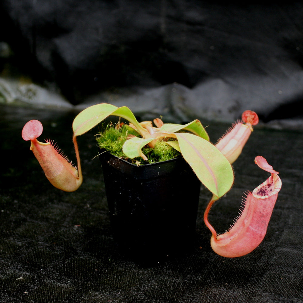 
                      
                        Nepenthes Song of Melancholy x veitchii "Pink Candy Cane", CAR-0046
                      
                    