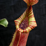 Nepenthes veitchii "Big Mama" x Redonkulas, CAR-0152